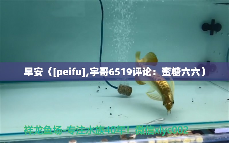 早安（[peifu],宇哥6519評論：蜜糖六六） 觀賞魚論壇 第2張