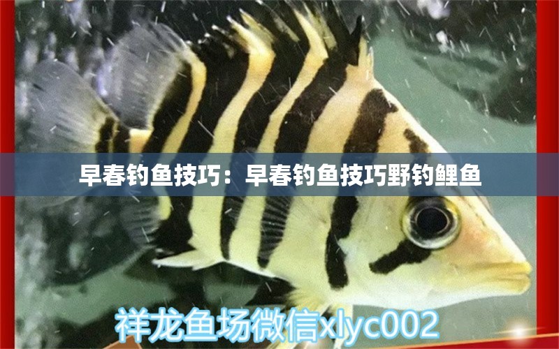 早春釣魚技巧：早春釣魚技巧野釣鯉魚 垂釣樂(lè)園