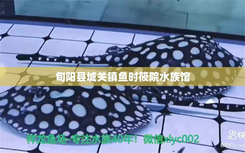 旬陽縣城關(guān)鎮(zhèn)魚時筱院水族館