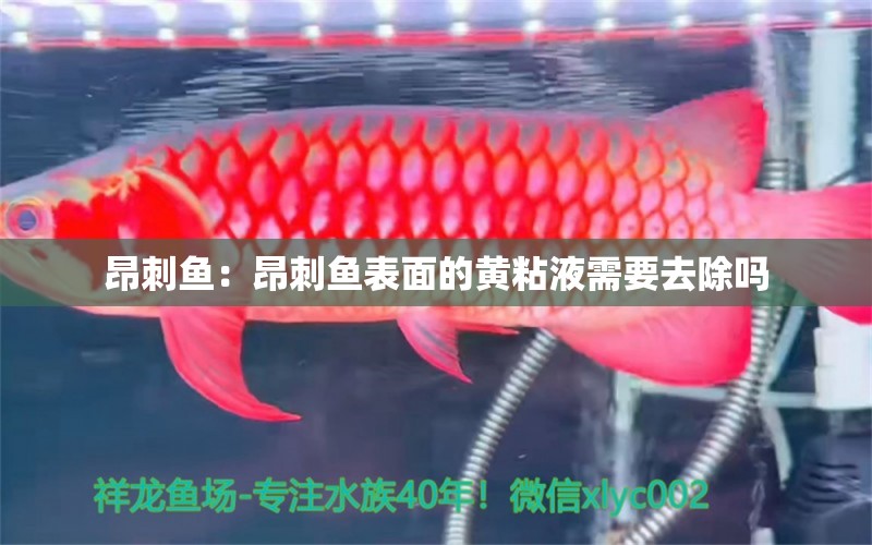 昂刺魚：昂刺魚表面的黃粘液需要去除嗎