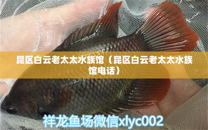 昆區(qū)白云老太太水族館（昆區(qū)白云老太太水族館電話） 全國水族館企業(yè)名錄