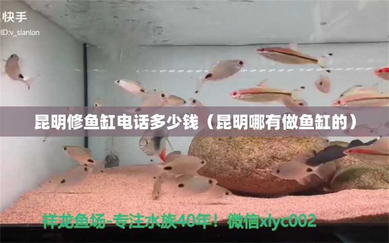 昆明修魚缸電話多少錢（昆明哪有做魚缸的）