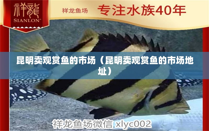 昆明賣(mài)觀賞魚(yú)的市場(chǎng)（昆明賣(mài)觀賞魚(yú)的市場(chǎng)地址）