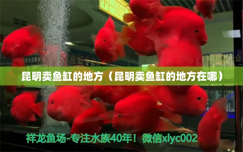 昆明賣魚缸的地方（昆明賣魚缸的地方在哪）