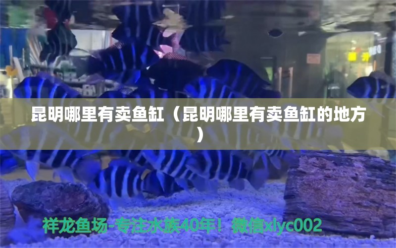 昆明哪里有賣魚缸（昆明哪里有賣魚缸的地方）