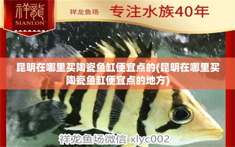 昆明在哪里買陶瓷魚缸便宜點(diǎn)的(昆明在哪里買陶瓷魚缸便宜點(diǎn)的地方) 白子關(guān)刀魚 第1張