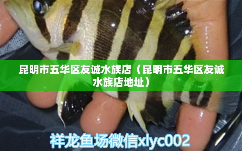 昆明市五華區(qū)友誠水族店（昆明市五華區(qū)友誠水族店地址） 全國水族館企業(yè)名錄