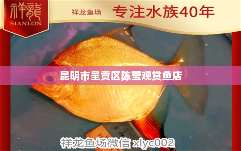 昆明市呈貢區(qū)陳瑩觀賞魚店 全國水族館企業(yè)名錄