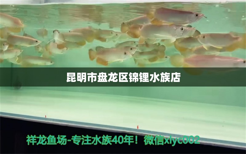 昆明市盤龍區(qū)錦鋰水族店 全國(guó)水族館企業(yè)名錄