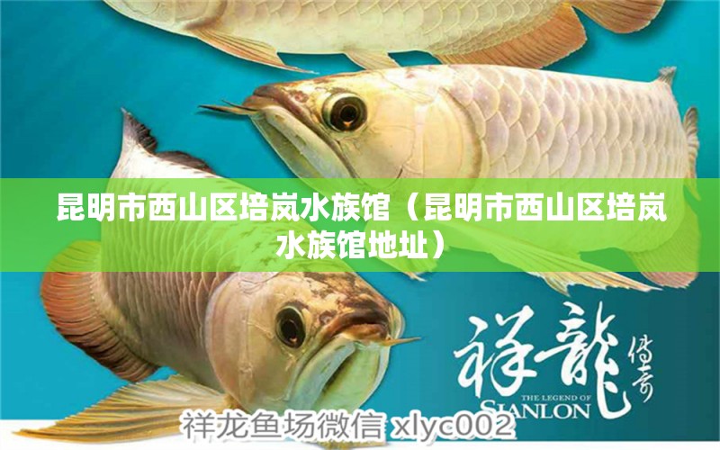 昆明市西山區(qū)培嵐水族館（昆明市西山區(qū)培嵐水族館地址）