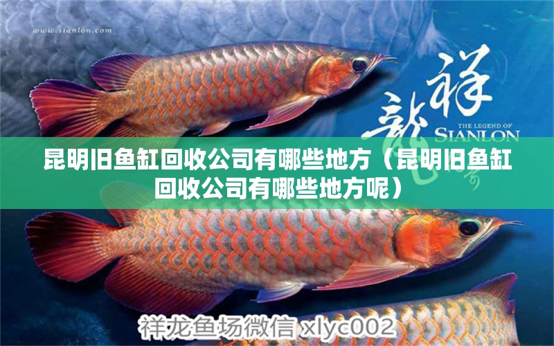 昆明舊魚缸回收公司有哪些地方（昆明舊魚缸回收公司有哪些地方呢） 祥龍水族醫(yī)院