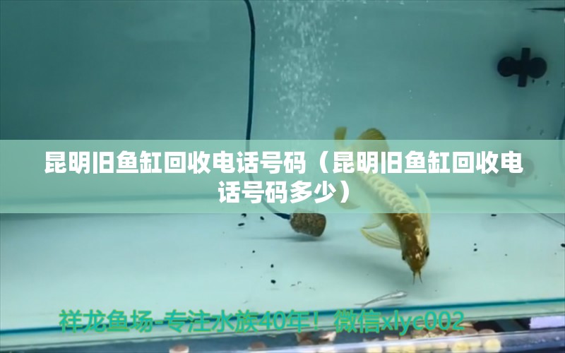 昆明舊魚缸回收電話號(hào)碼（昆明舊魚缸回收電話號(hào)碼多少） 祥龍水族醫(yī)院