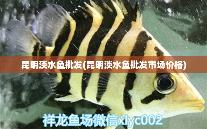 昆明淡水魚批發(fā)(昆明淡水魚批發(fā)市場價格) 星點金龍魚