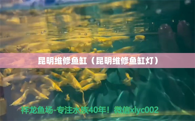 昆明維修魚缸（昆明維修魚缸燈）