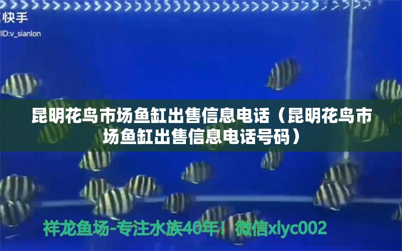 昆明花鳥市場魚缸出售信息電話（昆明花鳥市場魚缸出售信息電話號碼） 祥龍水族醫(yī)院