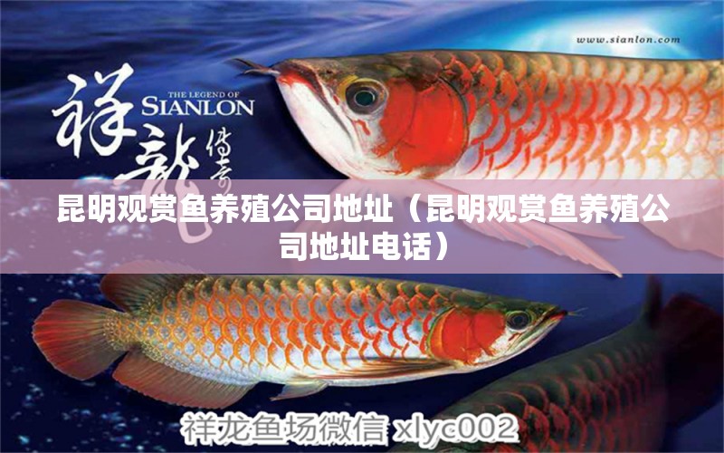 昆明觀賞魚養(yǎng)殖公司地址（昆明觀賞魚養(yǎng)殖公司地址電話） 祥龍魚藥系列