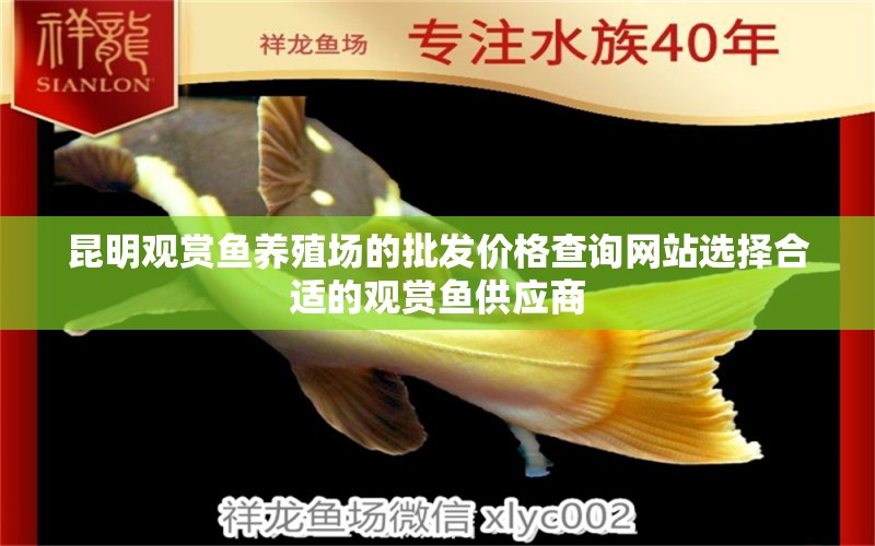 昆明觀賞魚養(yǎng)殖場的批發(fā)價格查詢網(wǎng)站選擇合適的觀賞魚供應(yīng)商