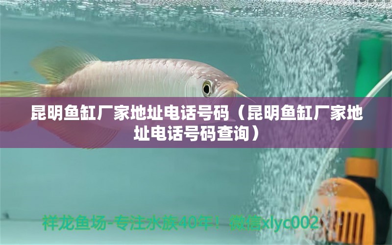 昆明魚缸廠家地址電話號碼（昆明魚缸廠家地址電話號碼查詢） 星點金龍魚