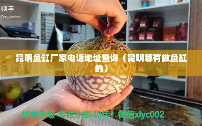 昆明魚缸廠家電話地址查詢（昆明哪有做魚缸的）