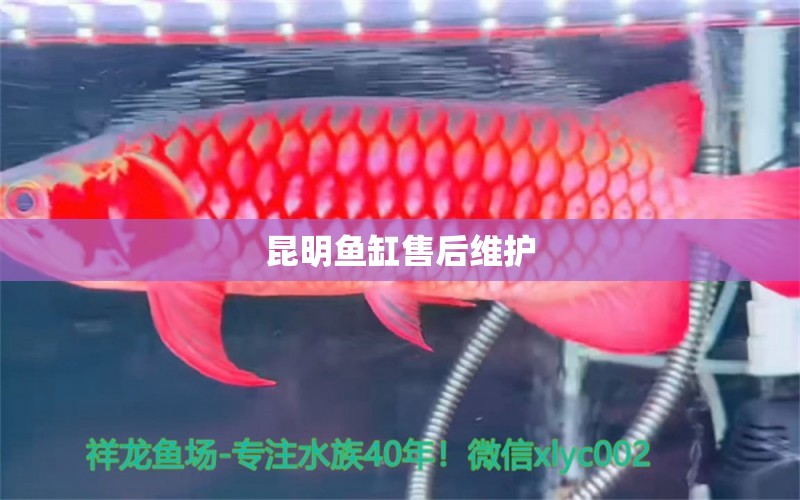 昆明魚缸售后維護 彩鰈魚缸（彩蝶魚缸）