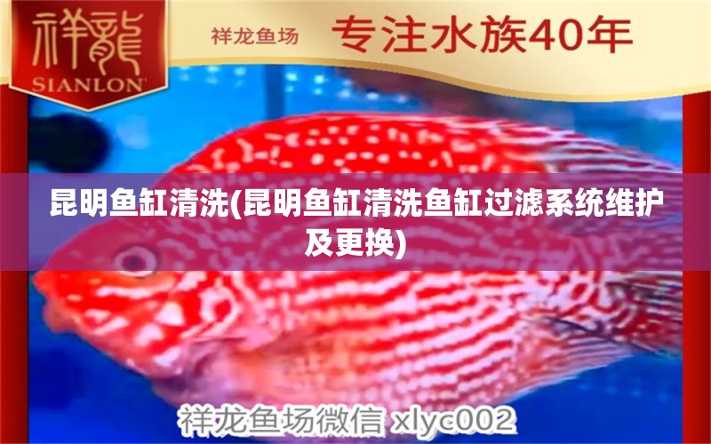 昆明魚缸清洗(昆明魚缸清洗魚缸過濾系統(tǒng)維護(hù)及更換)