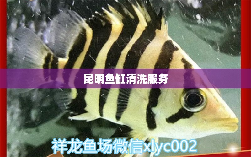 昆明魚缸清洗服務(wù)