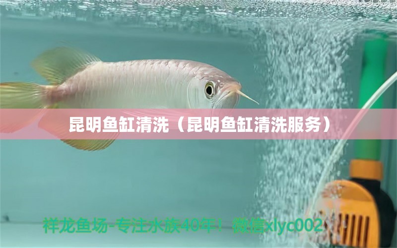 昆明魚缸清洗（昆明魚缸清洗服務(wù)）