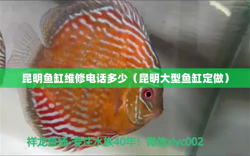 昆明魚缸維修電話多少（昆明大型魚缸定做）