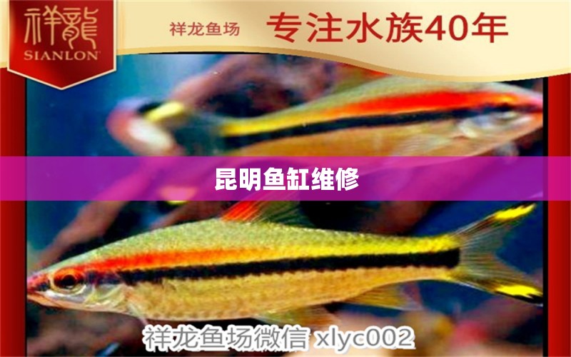 昆明魚缸維修 其他品牌魚缸