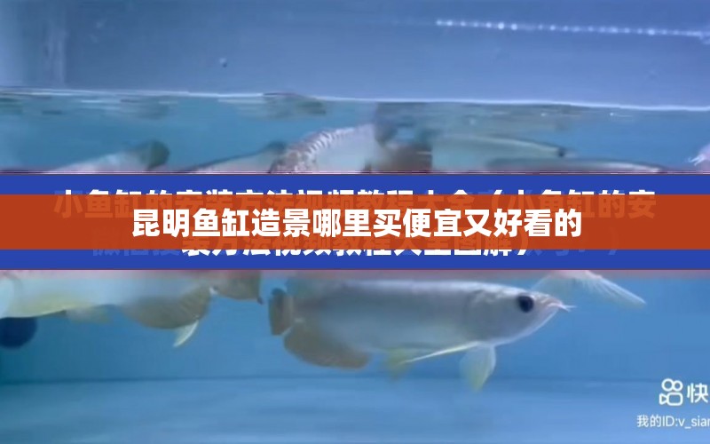 昆明魚缸造景哪里買便宜又好看的 水族問答 第1張