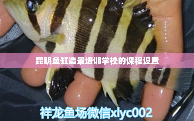 昆明魚缸造景培訓(xùn)學(xué)校的課程設(shè)置