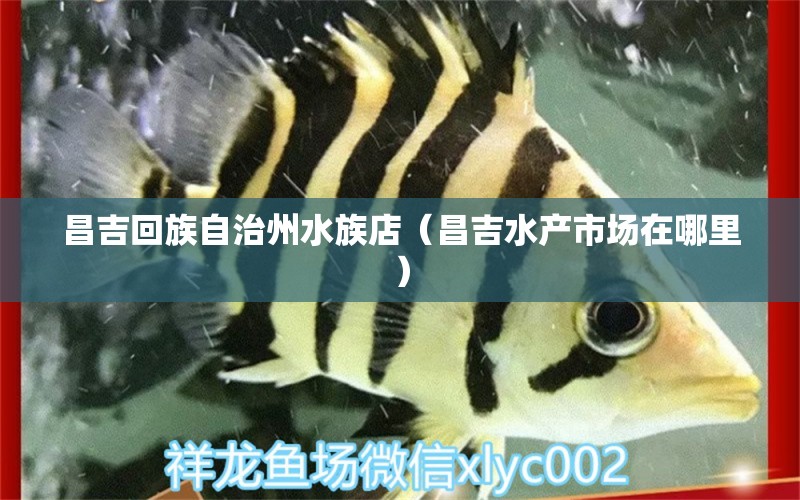 昌吉回族自治州水族店（昌吉水產(chǎn)市場在哪里） 觀賞魚市場