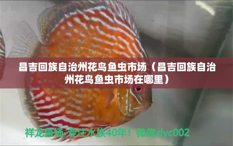 昌吉回族自治州花鳥魚蟲市場(chǎng)（昌吉回族自治州花鳥魚蟲市場(chǎng)在哪里） 觀賞魚水族批發(fā)市場(chǎng)