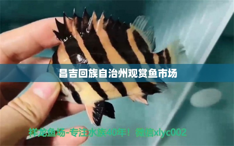 昌吉回族自治州觀賞魚市場(chǎng) 水族問(wèn)答 第1張