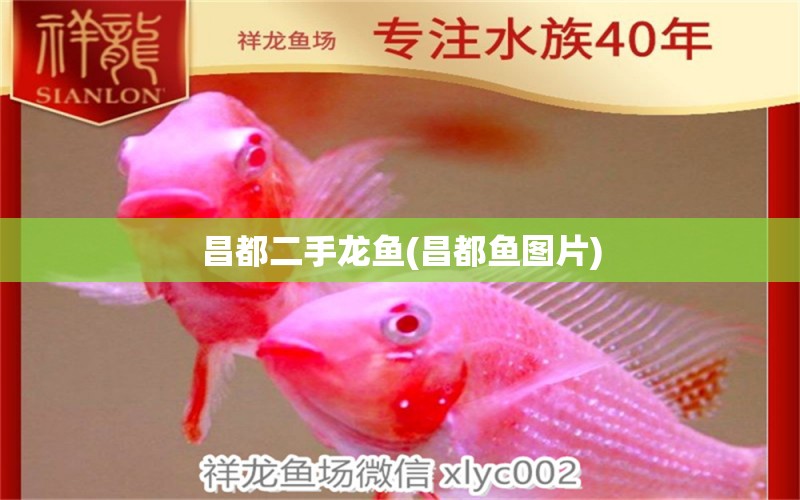 昌都二手龍魚(昌都魚圖片) 南美異形觀賞魚