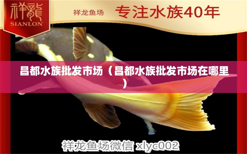 昌都水族批發(fā)市場（昌都水族批發(fā)市場在哪里） 觀賞魚水族批發(fā)市場