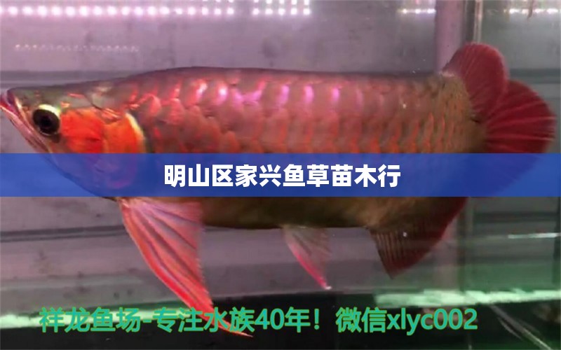 明山區(qū)家興魚(yú)草苗木行