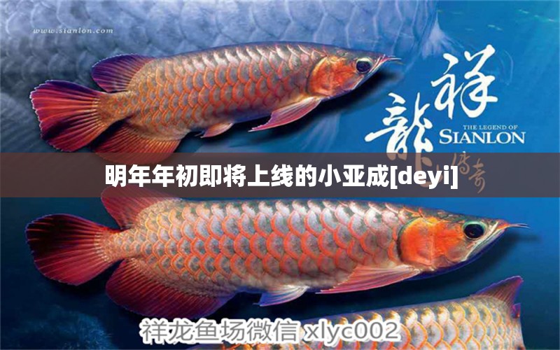 明年年初即將上線的小亞成[deyi] 觀賞魚論壇 第2張