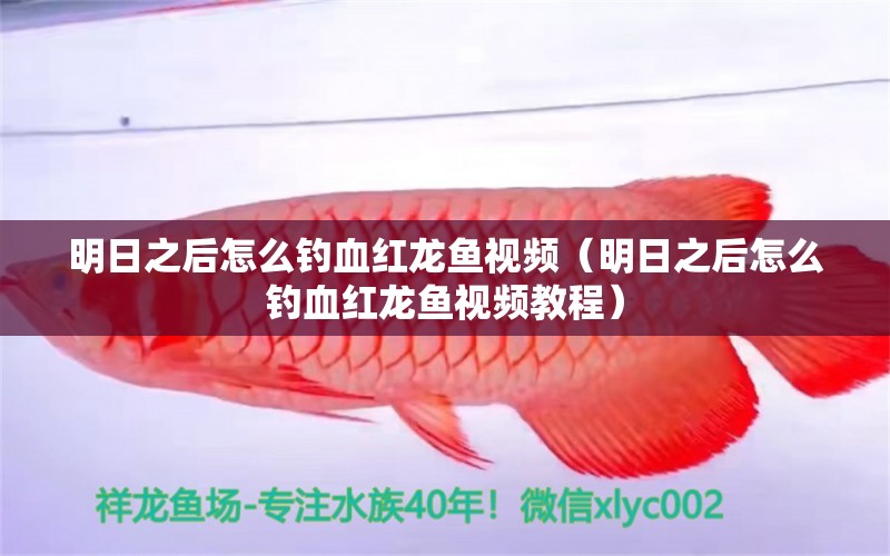 明日之后怎么釣血紅龍魚視頻（明日之后怎么釣血紅龍魚視頻教程）