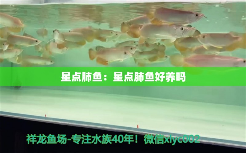 星點(diǎn)肺魚：星點(diǎn)肺魚好養(yǎng)嗎 肺魚