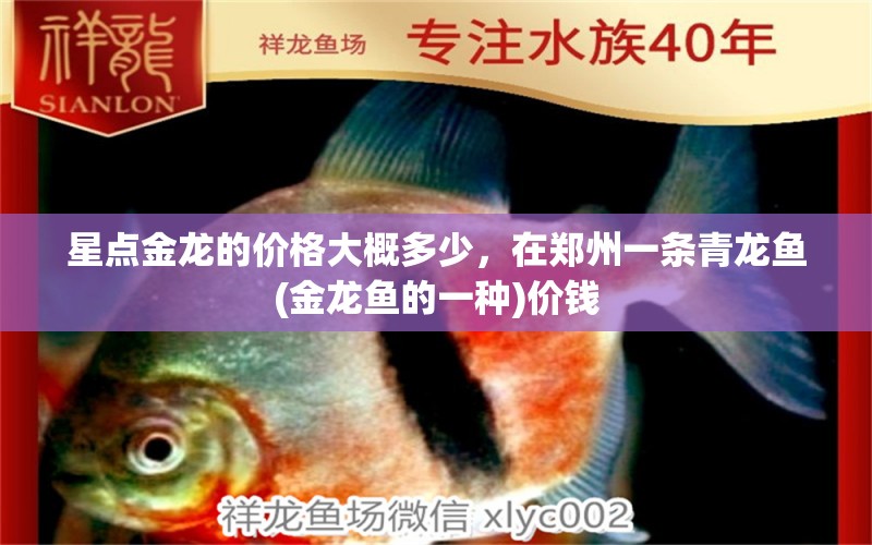 星點(diǎn)金龍的價(jià)格大概多少，在鄭州一條青龍魚(yú)(金龍魚(yú)的一種)價(jià)錢(qián)