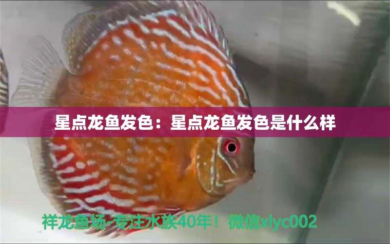 星點(diǎn)龍魚(yú)發(fā)色：星點(diǎn)龍魚(yú)發(fā)色是什么樣