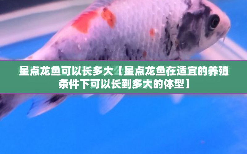 星點龍魚可以長多大【星點龍魚在適宜的養(yǎng)殖條件下可以長到多大的體型】 水族問答 第1張