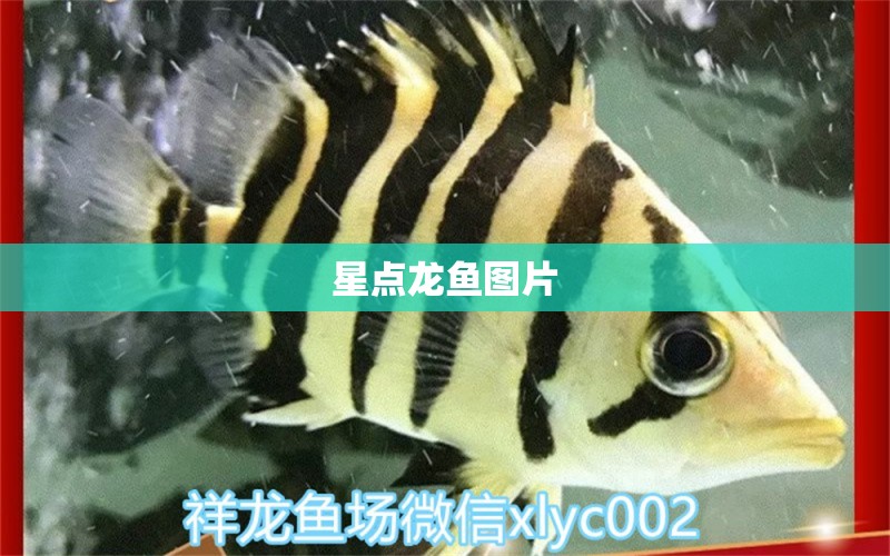 星點(diǎn)龍魚(yú)圖片