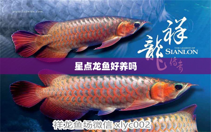 星點龍魚好養(yǎng)嗎