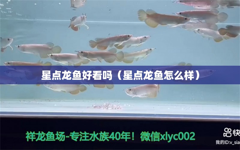 星點龍魚好看嗎（星點龍魚怎么樣） 黃寬帶蝴蝶魚