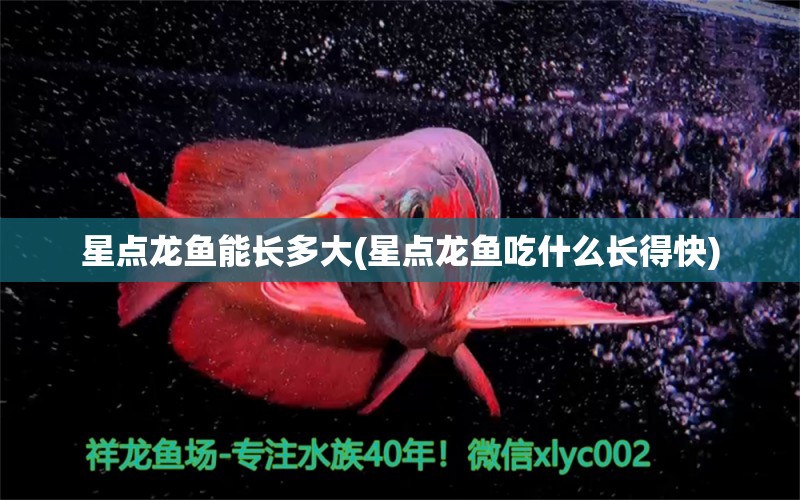 星點(diǎn)龍魚能長多大(星點(diǎn)龍魚吃什么長得快)