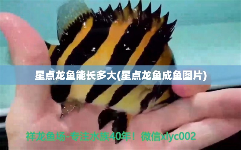 星點(diǎn)龍魚能長多大(星點(diǎn)龍魚成魚圖片)