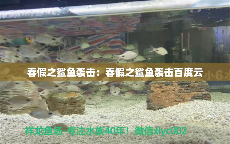 春假之鯊魚襲擊：春假之鯊魚襲擊百度云