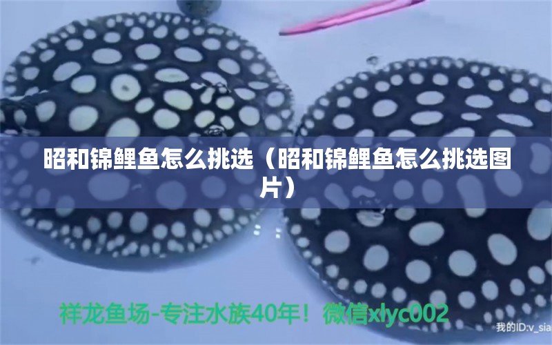 昭和錦鯉魚怎么挑選（昭和錦鯉魚怎么挑選圖片） 祥龍水族醫(yī)院